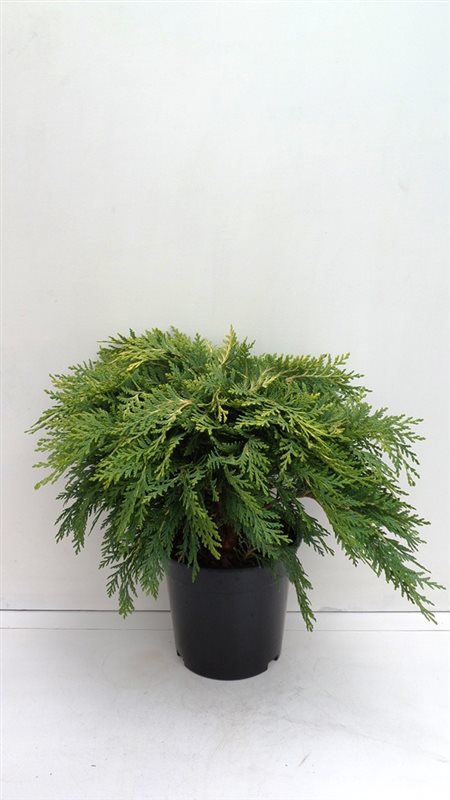 Кипарисовик лавсона Санкист